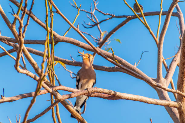 istock Eurasian Hoopoe, Upupa epops, on a dry tree branch. 2167802607