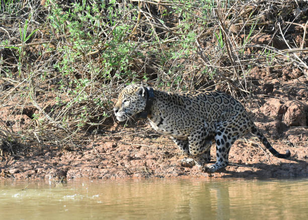 istock Male jaguar in full sprint chasing caiman 2167802961