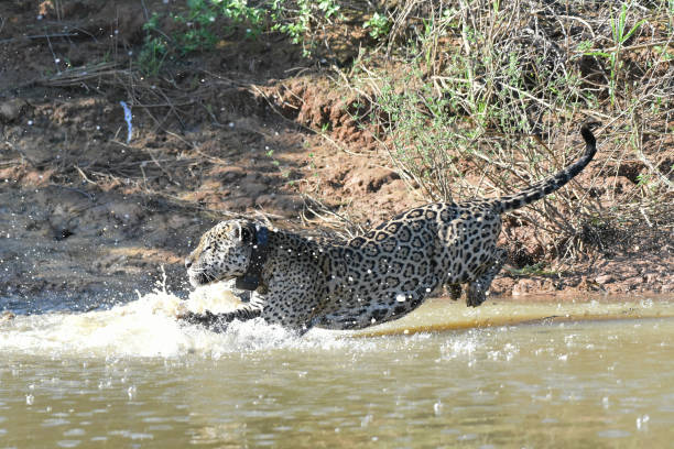 istock Male jaguar in full sprint chasing caiman 2167802964