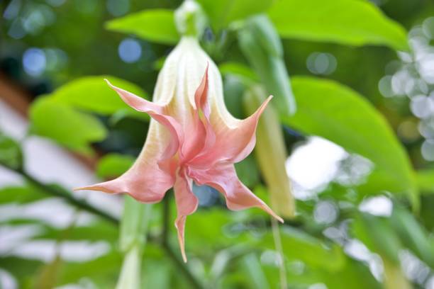 istock Close up of precious petal 2167805038