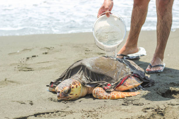 istock A man trying to keep a tired and sick loggerhead turtle (caretta caretta), washed up on the beach, alive and safe. 2167805099