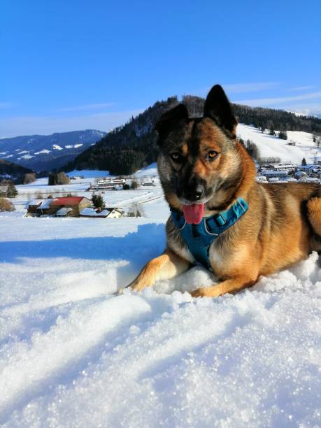 istock Malinoi Winter Landscape 2167806269