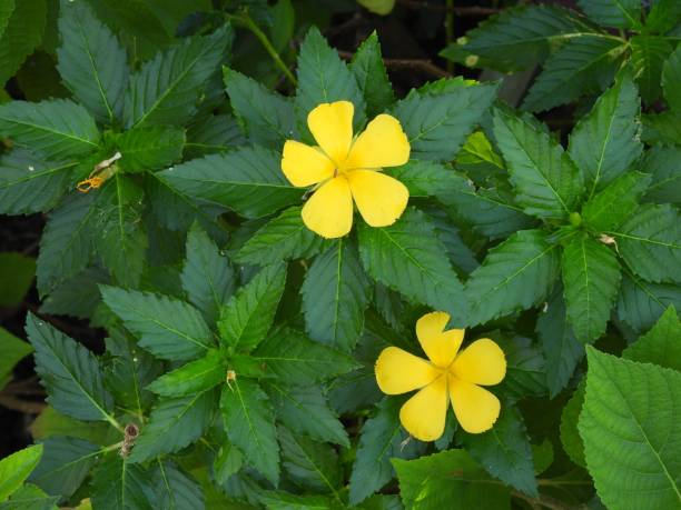 damiana o turnera diffusa