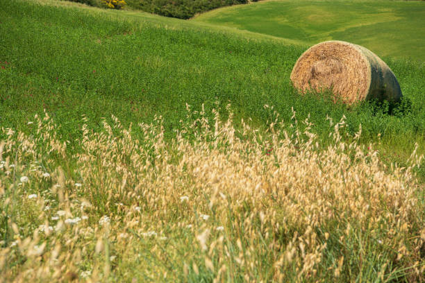 Hay Bale in the Field, Close-up