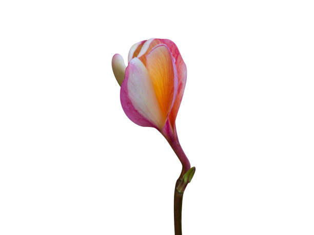 istock Plumeria rubra flowers 2167806894