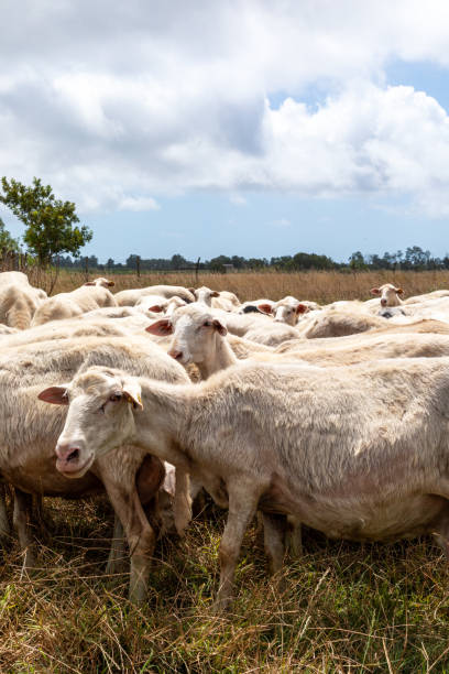 istock Sheep Flock Grazing in Italy 2167807569