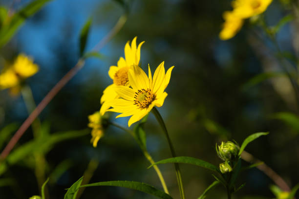 Compass plant flowers.