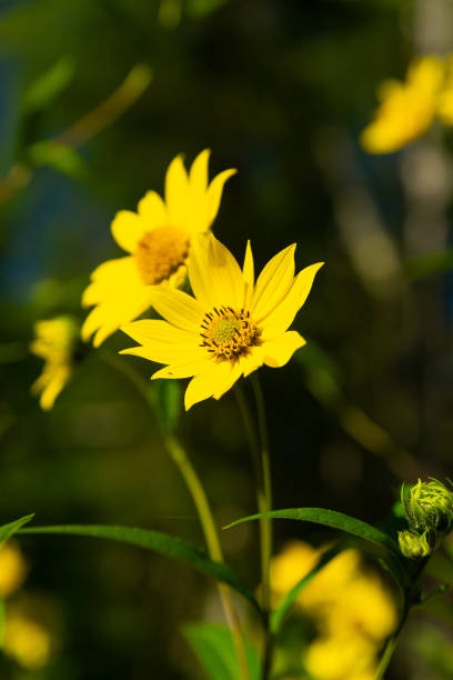 istock Compass plant flowers. 2167808460