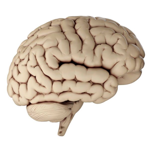istock 3d render of human brain isolated on transparent background 2167811312