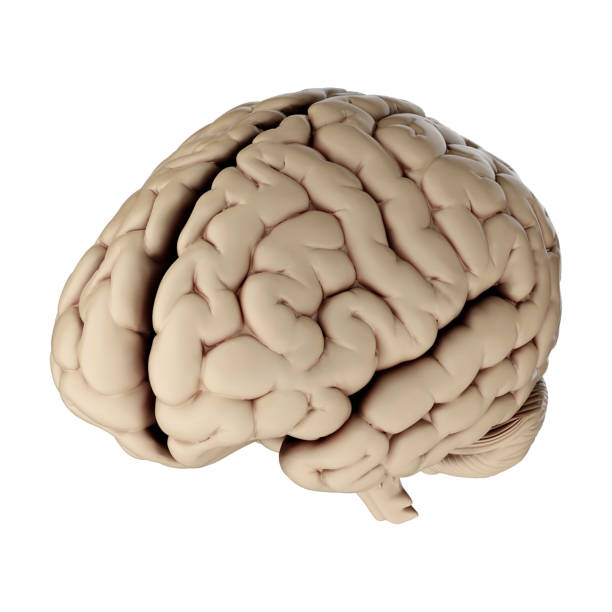 istock 3d render of human brain isolated on transparent background 2167811315