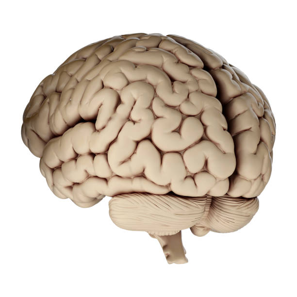 istock 3d render of human brain isolated on transparent background 2167811316