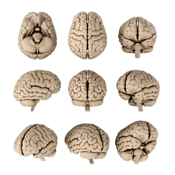 istock 3D illustration of human brain in different angles isolated on transparent background 2167811318