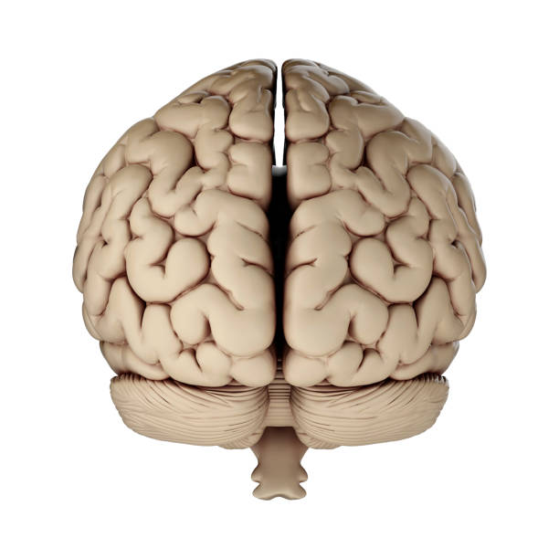 istock 3d render of human brain isolated on transparent background 2167811329
