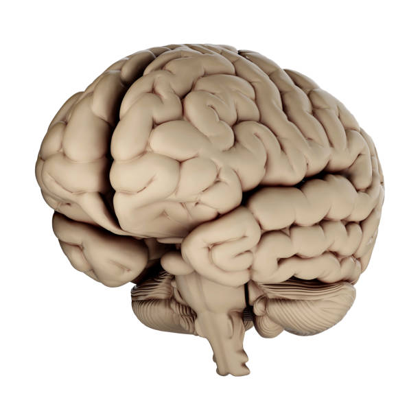 istock 3d render of human brain isolated on transparent background 2167811330