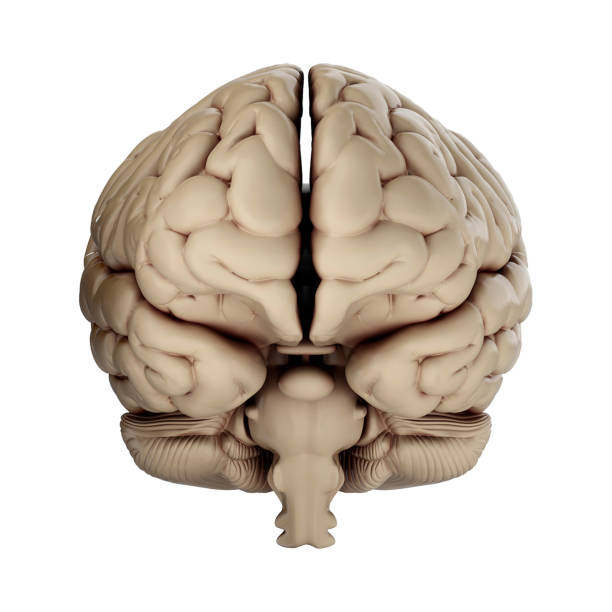 istock 3d render of human brain isolated on transparent background 2167811338