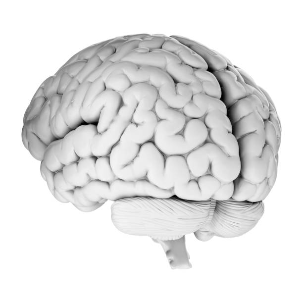istock 3d render of human brain isolated on transparent background 2167811341