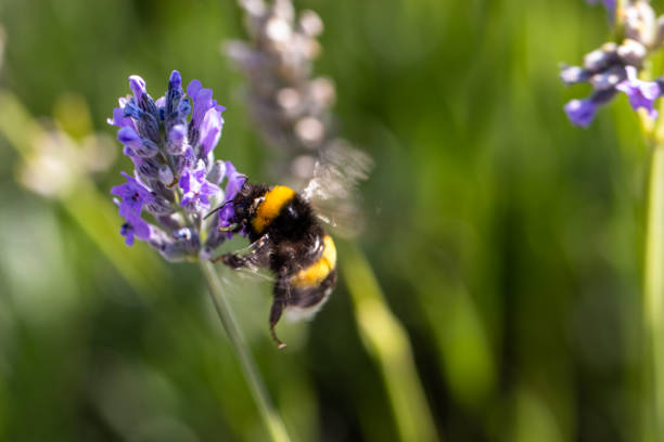 istock A bumblebee is flying among lavender flowers. 2167811468