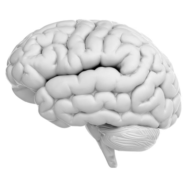 istock 3d render of human brain isolated on transparent background 2167811481