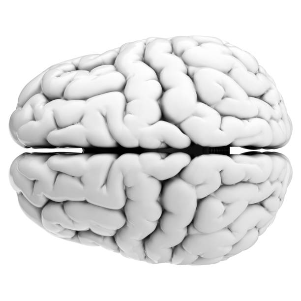 istock 3d render of human brain isolated on transparent background 2167811483
