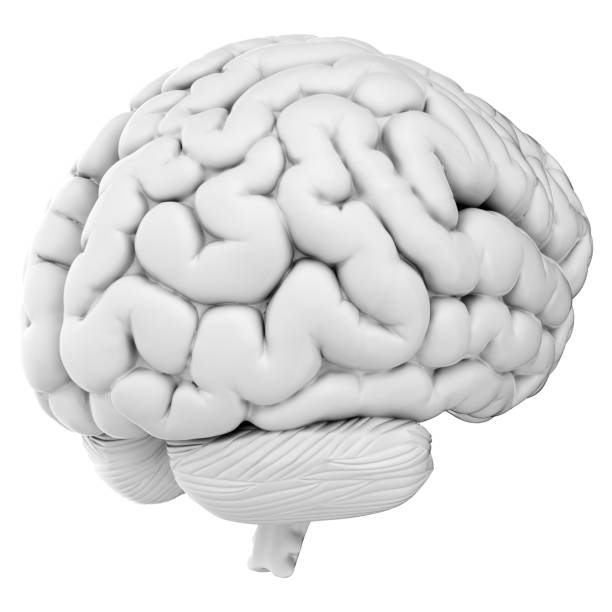 istock 3d render of human brain isolated on transparent background 2167811484