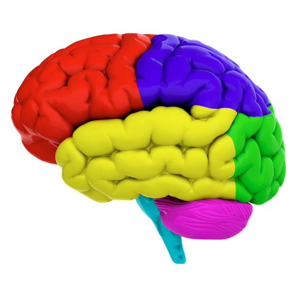 istock 3d render of human brain isolated on white background 2167811488