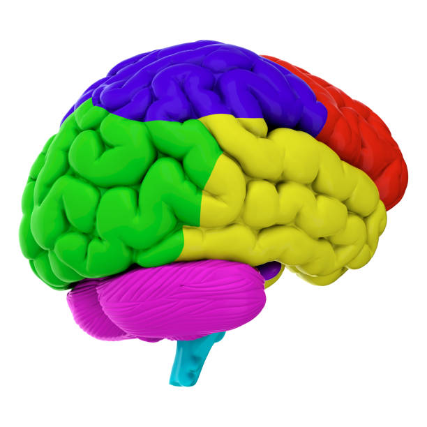 istock 3d render of human brain isolated on transparent background 2167811492