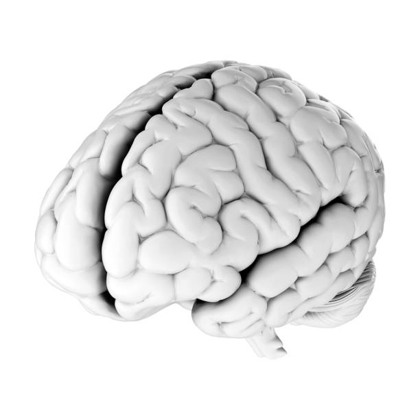 istock 3d render of human brain isolated on transparent background 2167811568