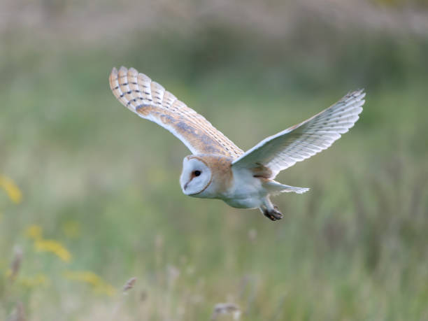 istock Barn owl, Tyto alba 2167811680