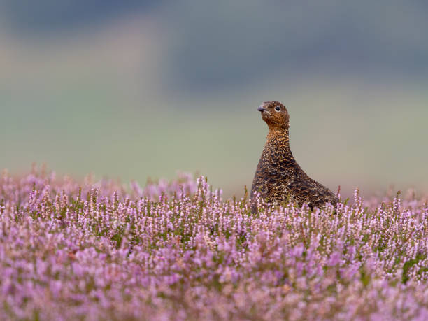 istock Red grouse, Lagopus lagopus scotica 2167811684