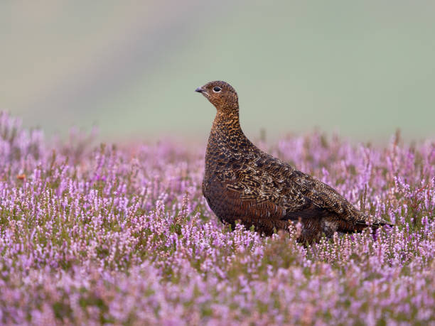 istock Red grouse, Lagopus lagopus scotica 2167811687