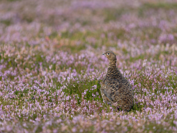 istock Red grouse, Lagopus lagopus scotica 2167811702