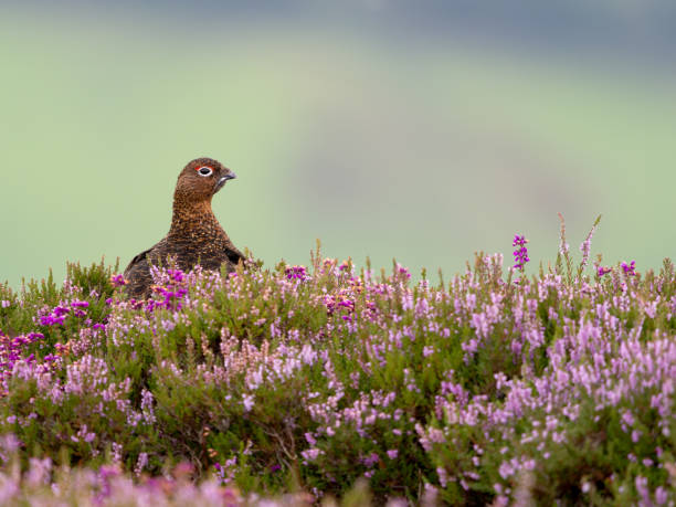 Red grouse, Lagopus lagopus scotica, single bird in flowering heather, Yorkshire, August 2024