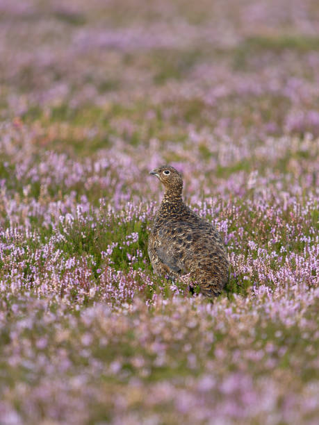istock Red grouse, Lagopus lagopus scotica 2167811710