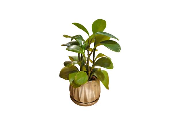 istock Tree in ceramic pot isolated on white background. Plants growing in pots or planters. beautiful natural home decorations. Interior design 2167811971