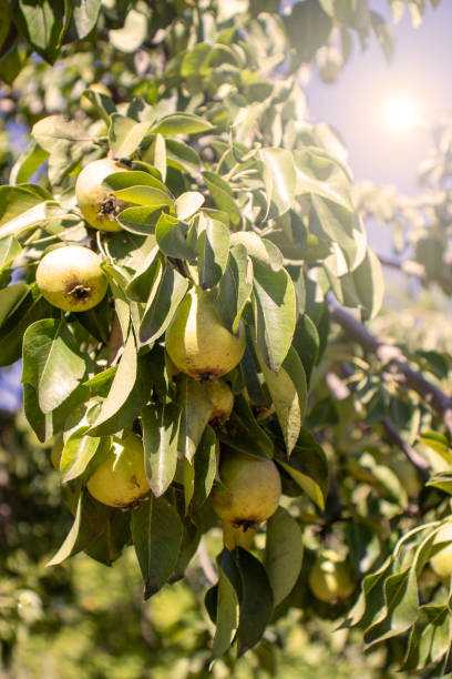 istock a tree with pear fruits  close-up. about agriculture. 2167812176