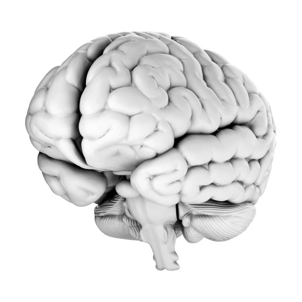 istock 3d render of human brain isolated on white background 2167812652