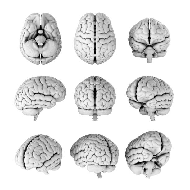 istock 3D illustration of human brain in different angles isolated on transparent background 2167812683