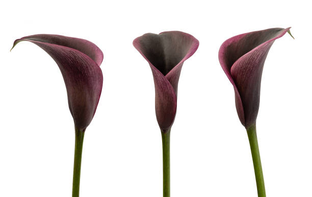 istock Calla flowers on white background 2167813810