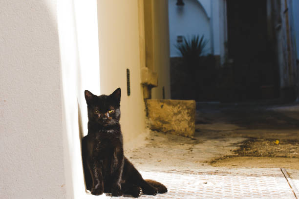 istock Black cat leaning against the wall looking forward 2167813827