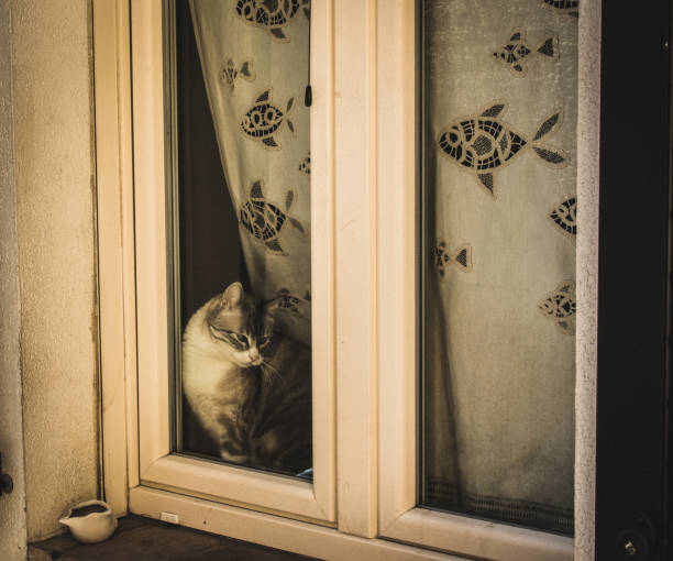 istock Cat sitting near the window looking out 2167813835