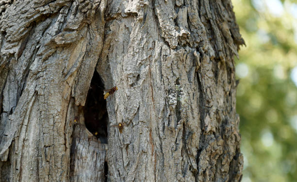 istock European hornet nest in tree trunk (Vespa crabro) . 2167815032