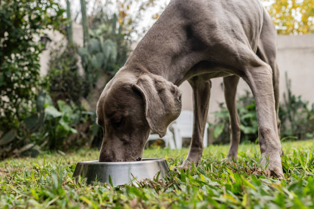 istock Dog eating in the backyard 2167815073