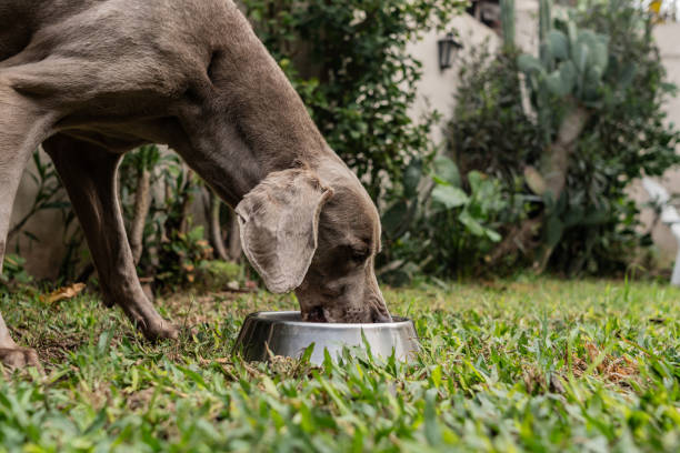 istock Dog eating in the backyard 2167815074