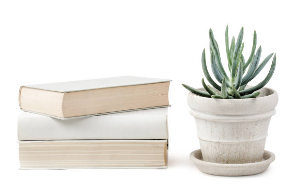 stack of books and a potted succulent isolated over a transparent background, blank / empty wall mockup, bright neutral colors, reading, office, lifestyle or interior design elements, shelf or table