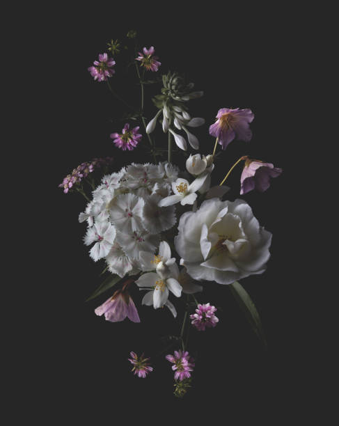 lush bouquet of white and pink garden flowers and wildflowers against a dark background, Rembrandt style lighting moody cloud shaped bouquet of white and pink garden flowers and wildflowers against a dark background, floral arrangement with carnation, rose, jasmine, clover, center design element or motif for cards, covers, packaging, wedding stationery or patterms jasmine flower bouquet stock pictures, royalty-free photos & images
