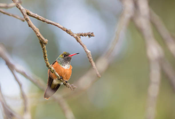 istock Vibrantly colored hummingbird perched on a branch 2167816360