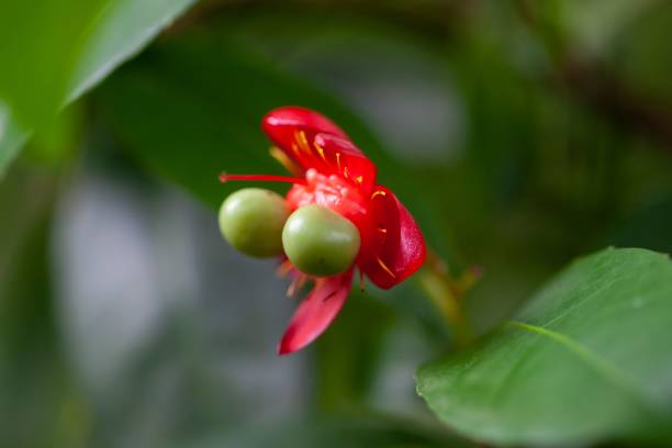 istock Berries of Ochna multiflora 2167816384