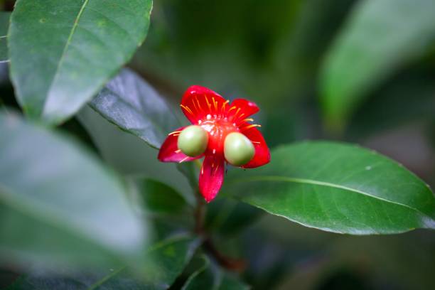 istock Berries of Ochna multiflora 2167816386