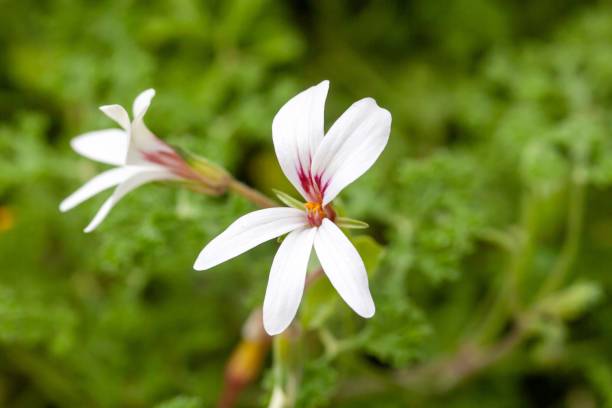 istock Flower of Pelargonium ribifolium 2167816624