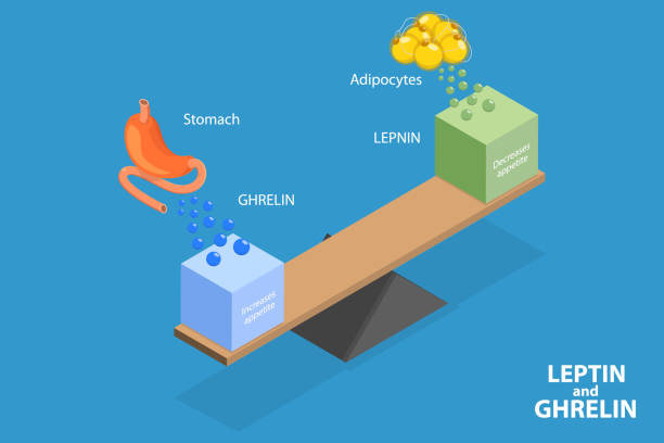 3D Isometric Flat Vector Illustration of Leptin And Ghrelin 3D Isometric Flat Vector Illustration of Leptin And Ghrelin, Human Endocrine System human brain parts and functions diagram backgrounds stock illustrations
